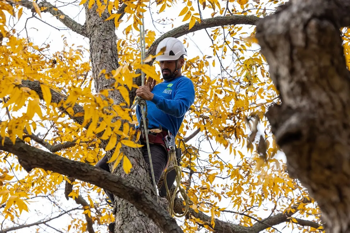 Skilled Tree Pruning crew working in Iliamna